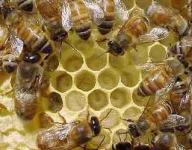 asynchronous bees